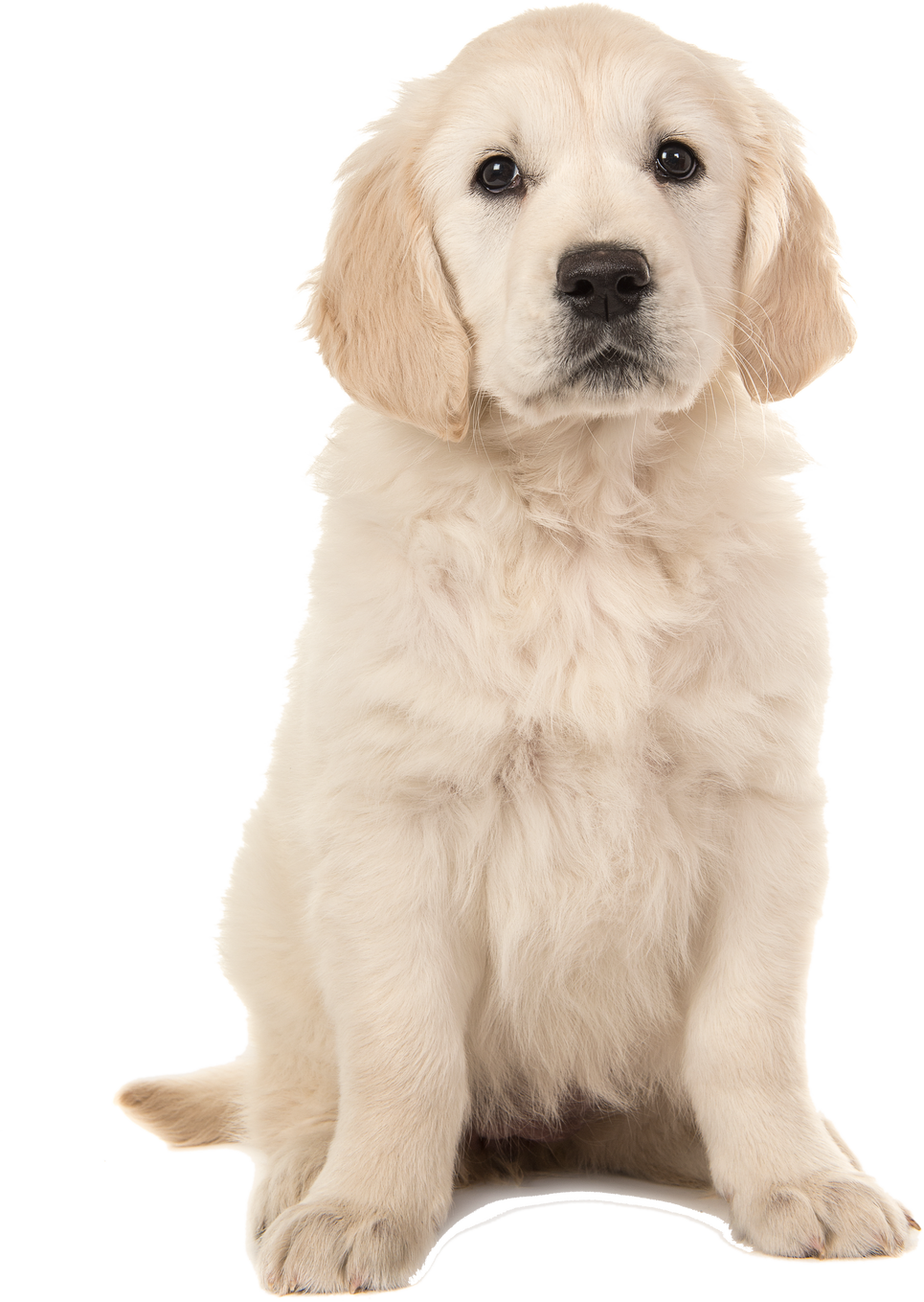 Cute Blond Golden Retriever Puppy Sitting and Facing the Camera Isolated on a White Background